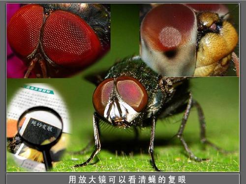 探索昆虫世界