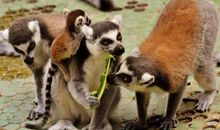 有趣的动物_450字