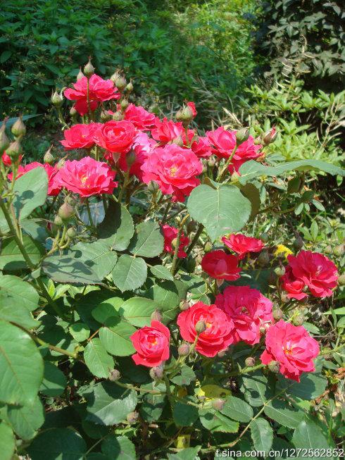 花秋季_550字