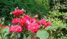 花落的季节_550字