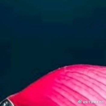 如果兔子有豹子