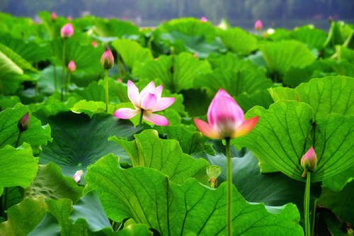 夏天杭州