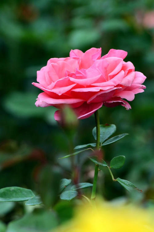 我就像一朵花一样。