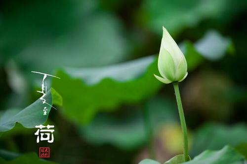 我生活就像一朵花