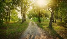 黎明的树林_100字