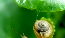 蜗牛的生命_450字