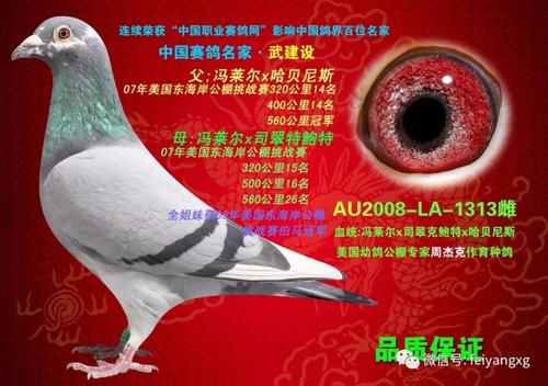 细化薄鸽子