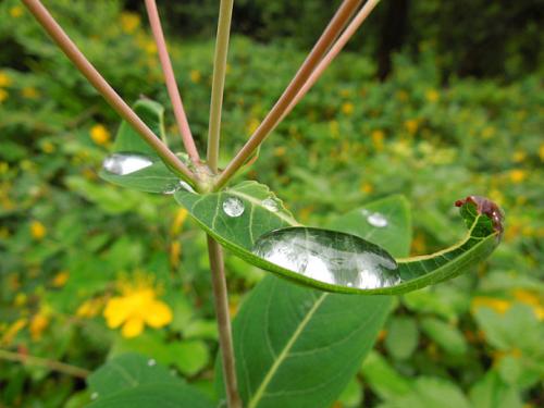 我要走向野草
