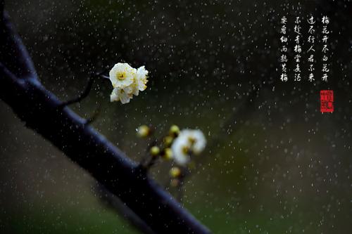 诗歌_750字