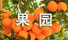 家乡的果园_350字