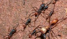 蚂蚁偷葡萄_550字