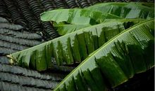 夏天的一场雨_100字