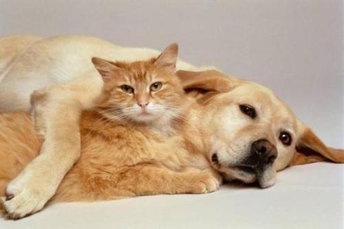 我是猫_1200字