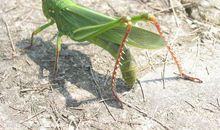 音乐跳跳草_400字