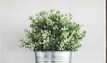 音乐的古灵精怪_350字