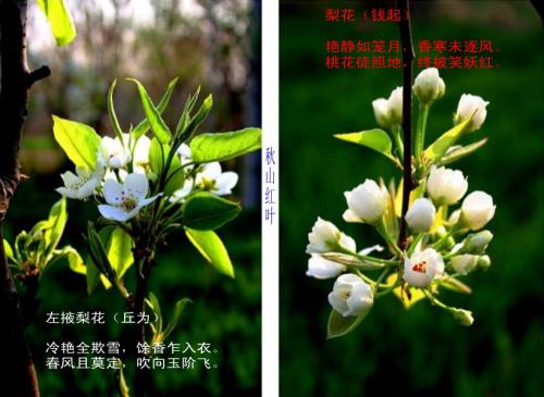 [古代诗歌]花朵开花_200字