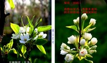 [古诗词]花开花落_200字