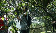 我爱枇杷树_450字