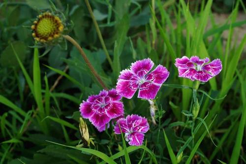 [古代诗歌]花朵开阔，花跌倒_200字