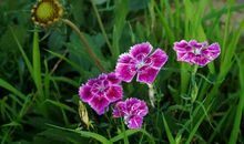 [古诗词]花开，花落_200字