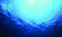 在音乐的海洋里_500字