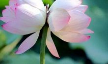 [古诗词]落叶_200字