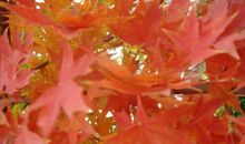 微笑是一种语言_450字