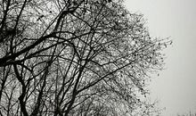 坚守那份宁静_550字