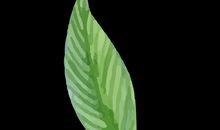 一片叶子的理想（杨耀廷）_450字