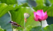 美丽的莲花池（朱竟赫）_250字