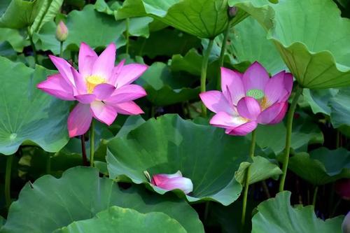 郊区观看莲花（yang jiyu）_300字