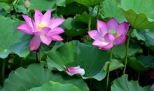 郊外观荷花（杨济墉）_300字