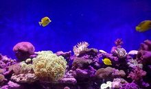 游海洋公园_900字