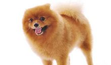 动物的驯服方式_500字