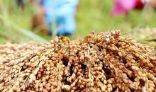 春天的播种_600字