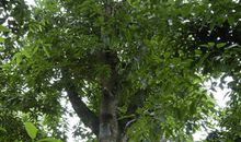 我爱你，黄桷树_400字