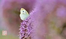 我们需要的是精神的富足，而不是物质的丰腴_800字