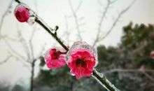 我想做一枝寒梅_550字