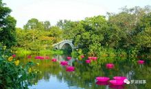 参观菊花展_650字