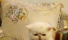 坏小子胡帅奇_750字