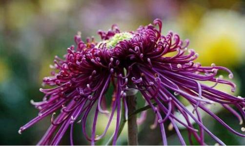 Chrysanthemum _300字
