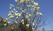 凋零前的绽放_750字