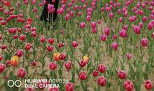 让友谊之花盛开_650字