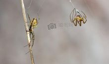 蜘蛛吐丝记_500字