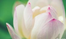 我喜欢夏天的绿荷_700字