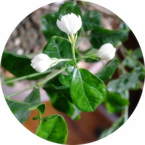 七月茉莉花