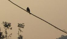 陈凤:从"孤独的小鸟"到"美丽的大雁"