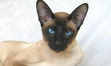 爱养动物的我_400字