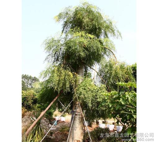 后来，人们听说森林里的奇怪事情永远不会敢于削减树。小动物已经发起了快乐的一天。每个人都说大狼做了很大的好处。
