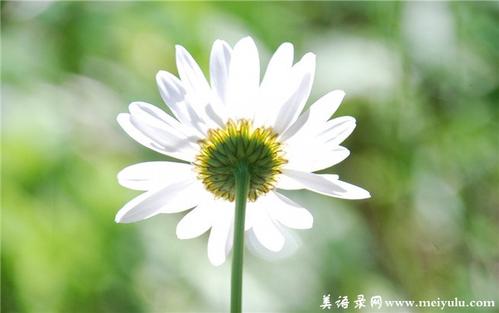 没有作文：责任是一朵花_700字